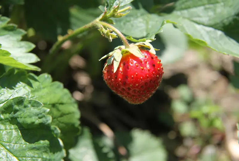 Bücher International