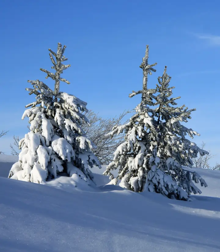 Bücher International