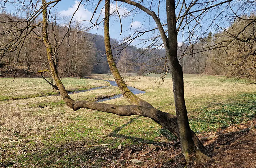 Märzenbecherwanderweg im Polenztal