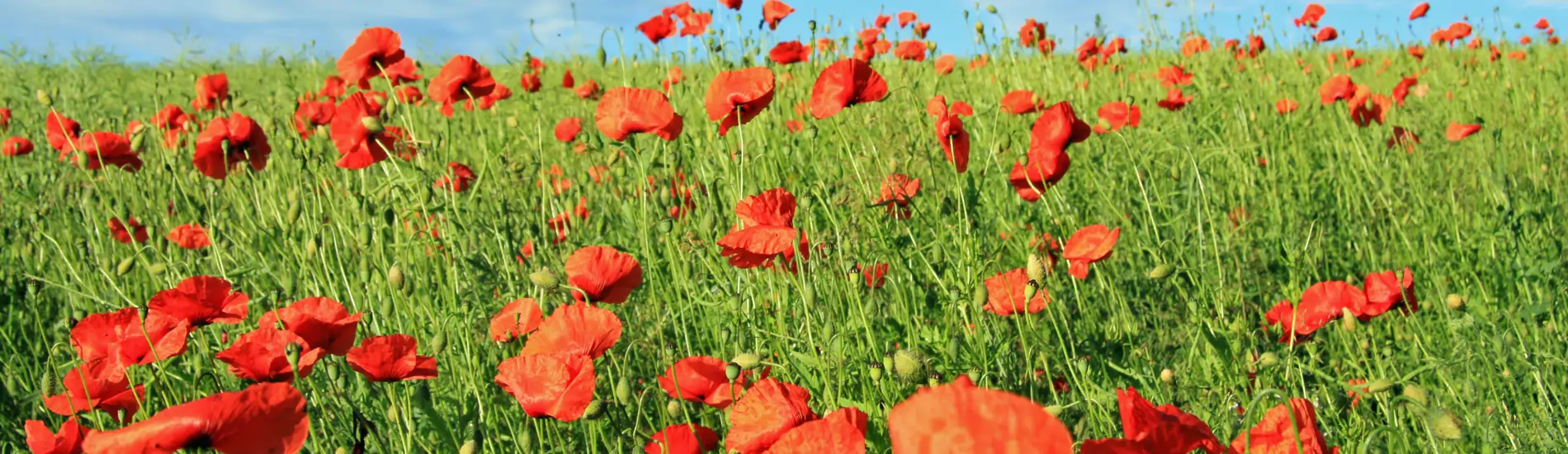 Mohnpflanzen als Hintergrund