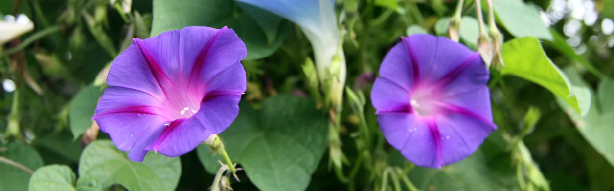 Impression mit Einzelblüte